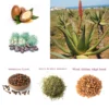 Artisanal African Traditional Layden Nourish Oil - Image 2