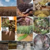 Artisanal African Traditional Layden Nourish Oil - Image 4